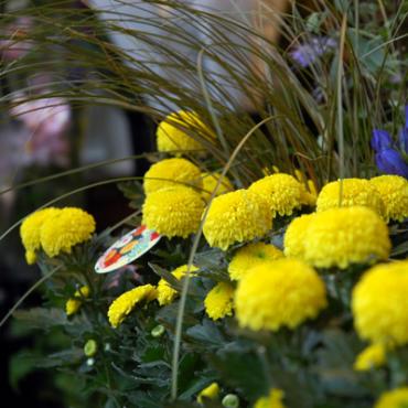 菊な季節ですね。｜「大花園」　（東京都大田区の花キューピット加盟店 花屋）のブログ