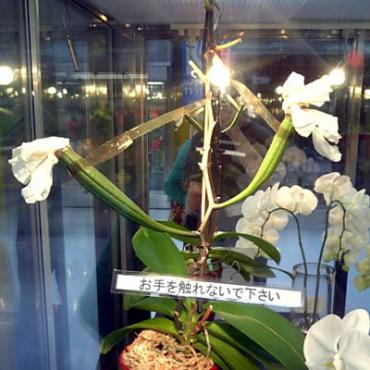 お手を触れないで下さい｜「大花園」　（東京都大田区の花キューピット加盟店 花屋）のブログ