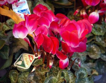 花のお歳暮にしよう！｜「大花園」　（東京都大田区の花キューピット加盟店 花屋）のブログ