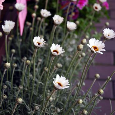 小花ではありますが｜「大花園」　（東京都大田区の花キューピット加盟店 花屋）のブログ