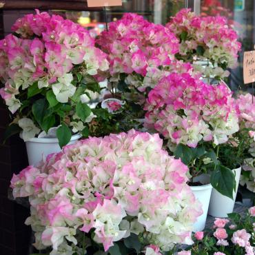 今頃と言わないで｜「大花園」　（東京都大田区の花キューピット加盟店 花屋）のブログ