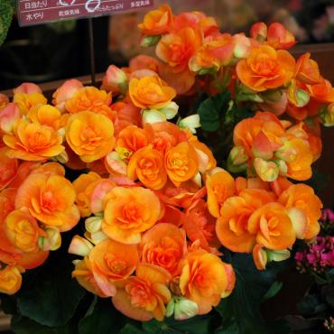 もう1月も中旬｜「大花園」　（東京都大田区の花キューピット加盟店 花屋）のブログ