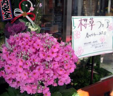 桜草フェア開催｜「大花園」　（東京都大田区の花キューピット加盟店 花屋）のブログ