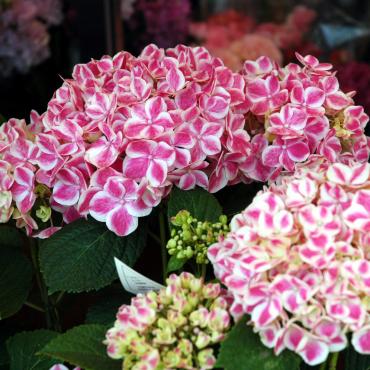 こんなときには｜「大花園」　（東京都大田区の花キューピット加盟店 花屋）のブログ