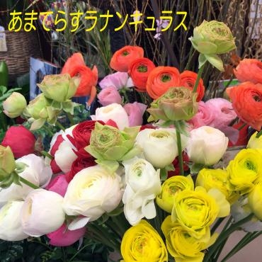 今週のおすすめは「あまてらすラナンキュラス」です！｜「大花園」　（東京都大田区の花キューピット加盟店 花屋）のブログ