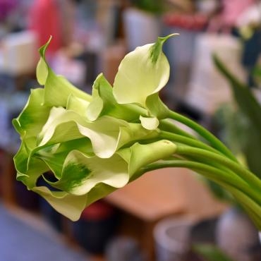 今週のおすすめは「カラー」です！ホワイトデーにもおすすめ！｜「大花園」　（東京都大田区の花キューピット加盟店 花屋）のブログ