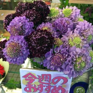 今週のおすすめは「スカビオサ」です！｜「大花園」　（東京都大田区の花キューピット加盟店 花屋）のブログ