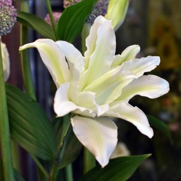 今週のおすすめは「白いオリエンタルリリー」です！｜「大花園」　（東京都大田区の花キューピット加盟店 花屋）のブログ