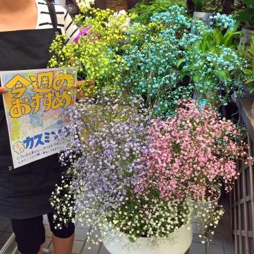今週のおすすめは 染めのカスミソウ です 花屋ブログ 東京都大田区の花屋 大花園にフラワーギフトはお任せください 当店は 安心と信頼の花キューピット加盟店です 花キューピットタウン