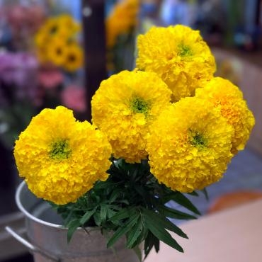 今週のおすすめは「大輪マリーゴールド」｜「大花園」　（東京都大田区の花キューピット加盟店 花屋）のブログ