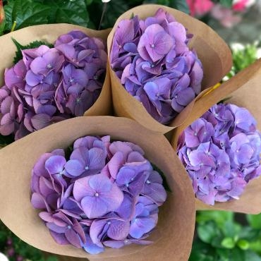 週のおすすめは切り花の「アジサイ」です。｜「大花園」　（東京都大田区の花キューピット加盟店 花屋）のブログ