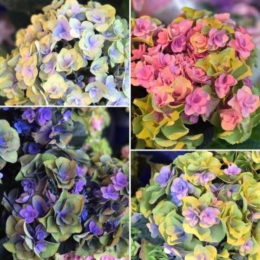 今週末のおすすめ花鉢は「秋色アジサイフェアリーシリーズ」です！｜「大花園」　（東京都大田区の花キューピット加盟店 花屋）のブログ