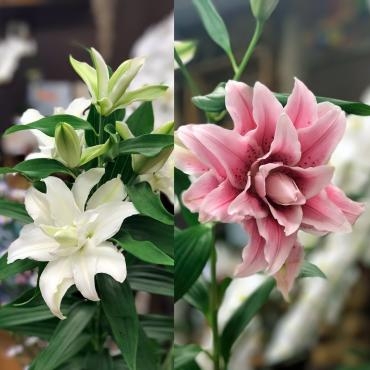 今週のおすすめは「八重のユリ」です。｜「大花園」　（東京都大田区の花キューピット加盟店 花屋）のブログ