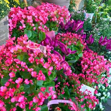 今週末のおすすめ花鉢は「ベコニア・ラブミー」｜「大花園」　（東京都大田区の花キューピット加盟店 花屋）のブログ