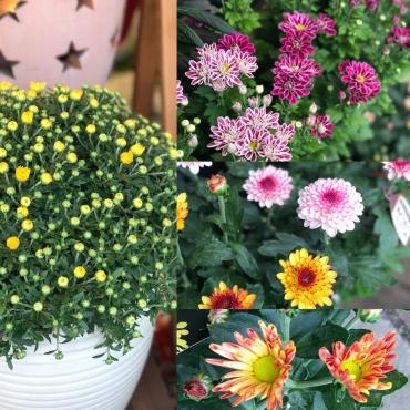 今週末のおすすめ花鉢は「菊」です♡｜「大花園」　（東京都大田区の花キューピット加盟店 花屋）のブログ