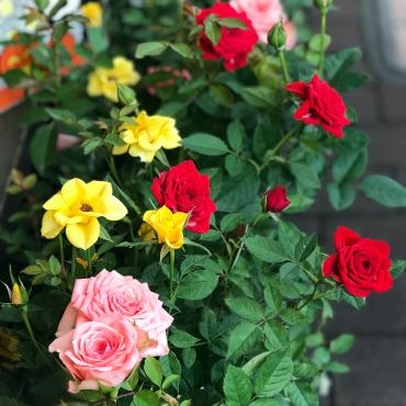 今週末のおすすめ花鉢は「バラのミックス植え」です！｜「大花園」　（東京都大田区の花キューピット加盟店 花屋）のブログ