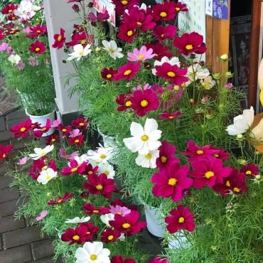 今週末のおすすめ花鉢は「コスモス・ソナタ」｜「大花園」　（東京都大田区の花キューピット加盟店 花屋）のブログ