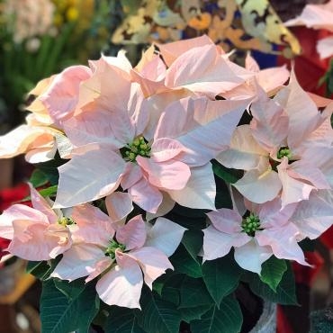 今週末のおすすめ花鉢は「赤くないポインセチア」！｜「大花園」　（東京都大田区の花キューピット加盟店 花屋）のブログ