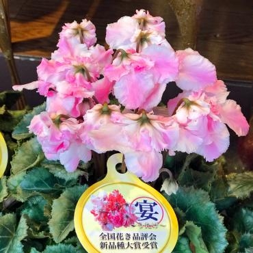 今週末のおすすめ花鉢は「ミニシクラメン」です！｜「大花園」　（東京都大田区の花キューピット加盟店 花屋）のブログ