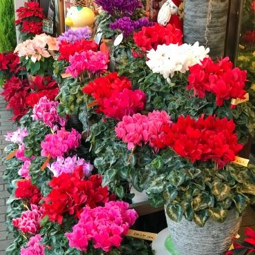 今週末は「年末シクラメンフェア」を開催しています。｜「大花園」　（東京都大田区の花キューピット加盟店 花屋）のブログ