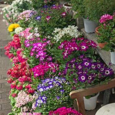 今週末のおすすめ花鉢は サイネリア です 花屋ブログ 東京都大田区の花屋 大花園にフラワーギフトはお任せください 当店は 安心と信頼の花キューピット加盟店です 花キューピットタウン