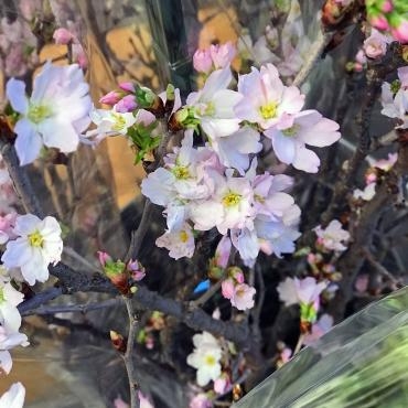 週刊提案、今週のおすすめは引き続き「桜」です！｜「大花園」　（東京都大田区の花キューピット加盟店 花屋）のブログ