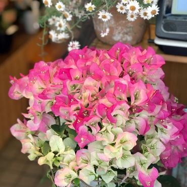 今週末のおすすめ花鉢は「ブーゲンビリア」です！｜「大花園」　（東京都大田区の花キューピット加盟店 花屋）のブログ