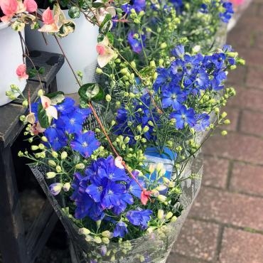 今週末のおすすめ花鉢は「デルフィニューム」です！｜「大花園」　（東京都大田区の花キューピット加盟店 花屋）のブログ