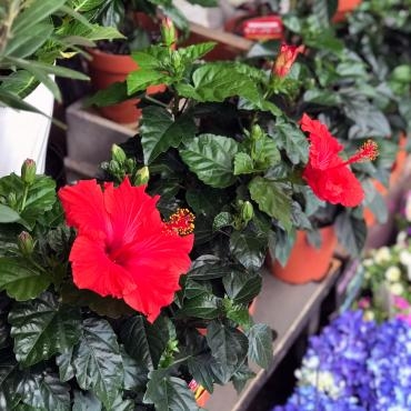 今週末のおすすめ花鉢は「ハイビスカス」です！｜「大花園」　（東京都大田区の花キューピット加盟店 花屋）のブログ