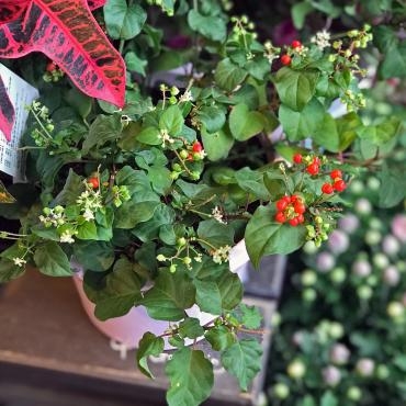 今週末のおすすめ花鉢は「ジュズサンゴ」です！｜「大花園」　（東京都大田区の花キューピット加盟店 花屋）のブログ