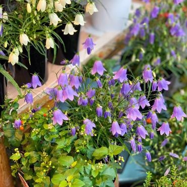 今週末のおすすめ花鉢は「イワシャジン」です。｜「大花園」　（東京都大田区の花キューピット加盟店 花屋）のブログ