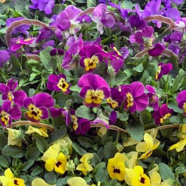 今週末のおすすめは「パンジー・ビオラ」です！｜「大花園」　（東京都大田区の花キューピット加盟店 花屋）のブログ
