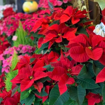 今週末のおすすめ花鉢は「赤いポインセチア」です！｜「大花園」　（東京都大田区の花キューピット加盟店 花屋）のブログ