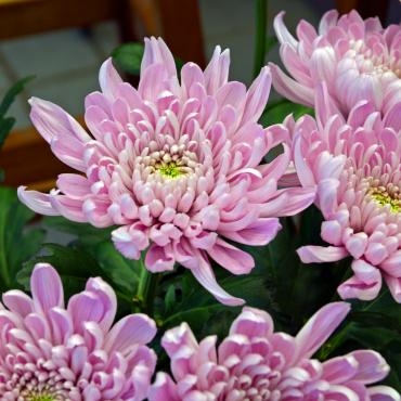今週のおすすめは菊「アリョンカ」です。｜「大花園」　（東京都大田区の花キューピット加盟店 花屋）のブログ