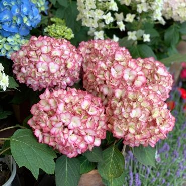 もうすぐ母の日！店頭にはアジサイがたくさん並んでいます。｜「大花園」　（東京都大田区の花キューピット加盟店 花屋）のブログ